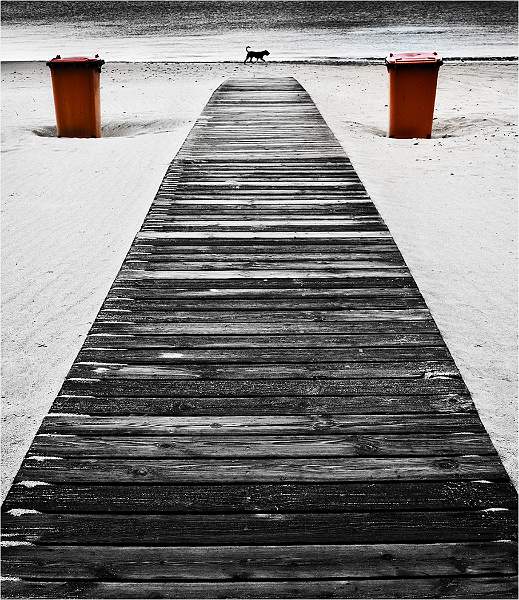 Boardwalk, two bins, one dog.jpg